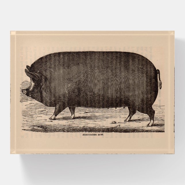 19th century pig print Berkshire sow  Paperweight (Front)