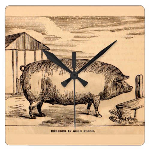 19th century pig print â€˜Breeder in Good Fleshâ€™ Square Wall Clock