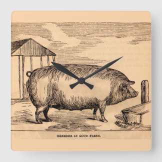 19th century pig print ‘Breeder in Good Flesh’ Square Wall Clock