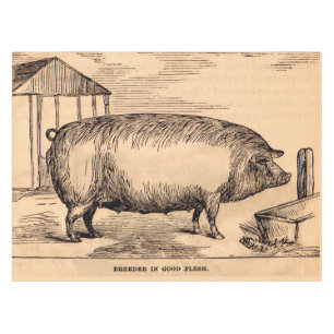 19th century pig print ‘Breeder in Good Flesh’ Tablecloth