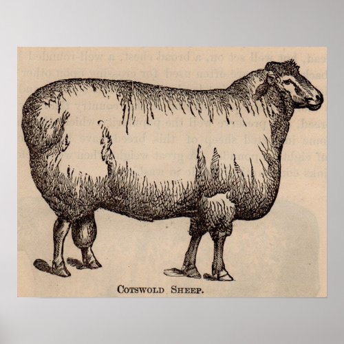 19th century print Cotswold sheep