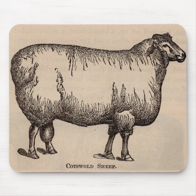 19th century print Cotswold sheep Mouse Pad (Front)