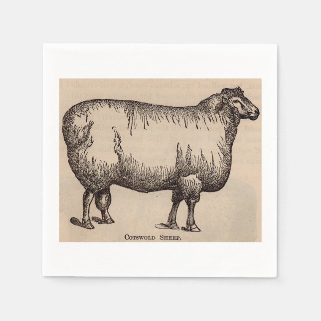 19th century print Cotswold sheep Paper Napkins (Front)