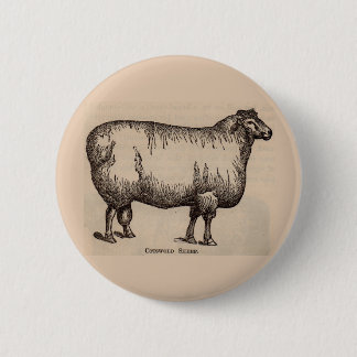 19th century print Cotswold sheep Pinback Button