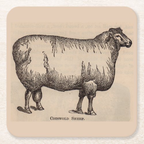 19th century print Cotswold sheep Square Paper Coaster