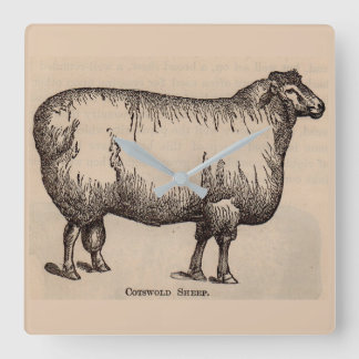 19th century print Cotswold sheep Square Wall Clock