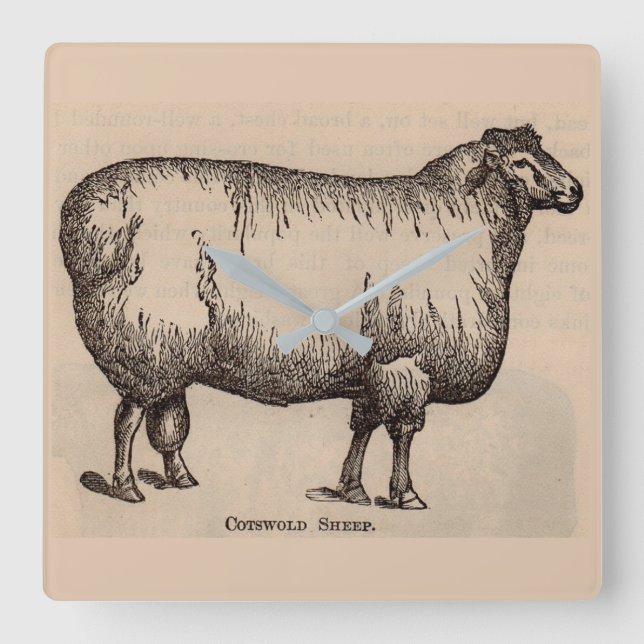 19th century print Cotswold sheep Square Wall Clock (Front)