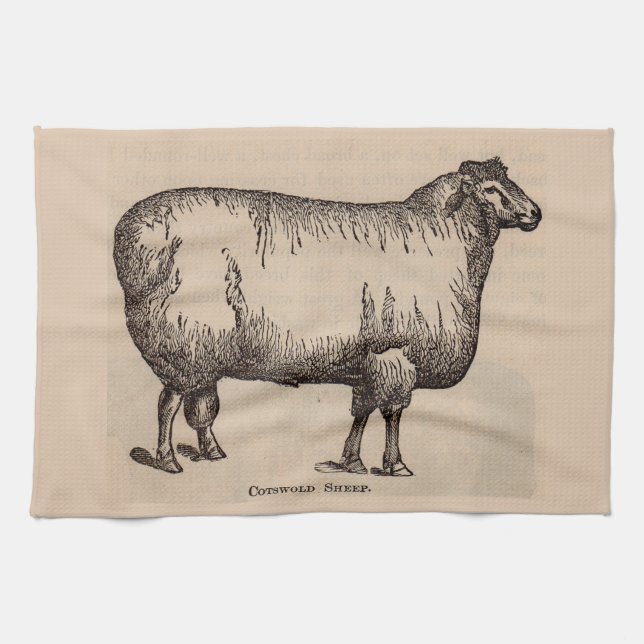 19th century print Cotswold sheep Towel (Horizontal)