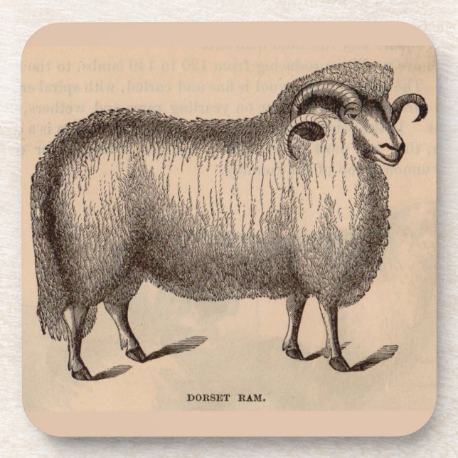 19th century print Dorset ram Beverage Coaster (Front)