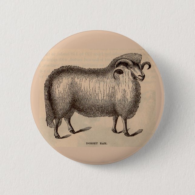 19th century print Dorset ram Button (Front)