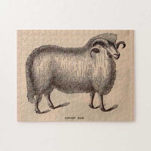 19th century print Dorset ram Jigsaw Puzzle