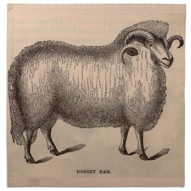 19th century print Dorset ram Napkin (Front)