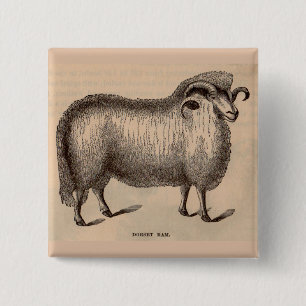 19th century print Dorset ram Pinback Button