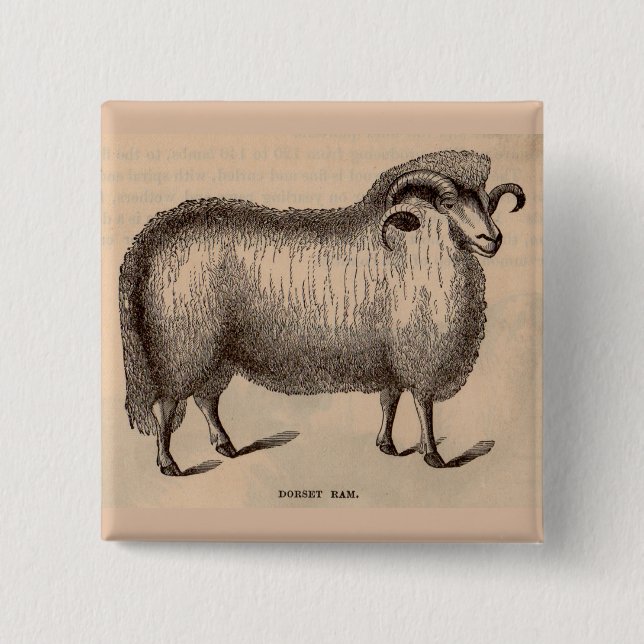 19th century print Dorset ram Pinback Button (Front)