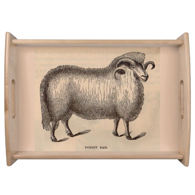 19th century print Dorset ram Serving Tray (Front)