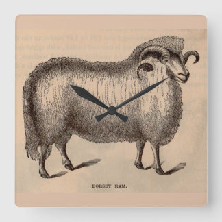 19th century print Dorset ram Square Wall Clock
