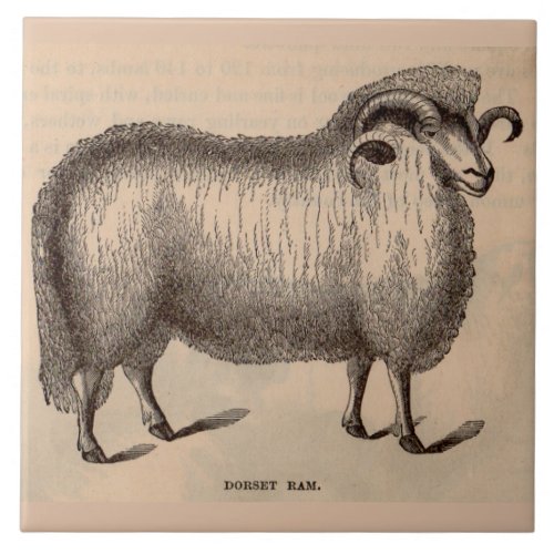 19th century print Dorset ram Tile