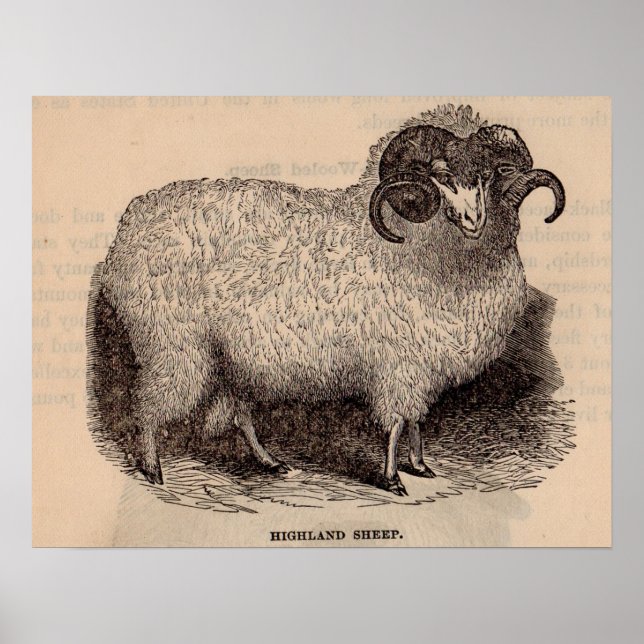 19th century print Highland sheep (Front)