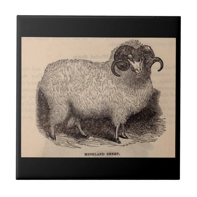 19th century print Highland sheep Ceramic Tile (Front)