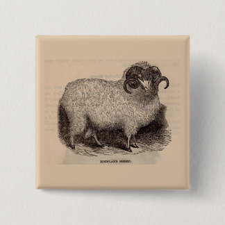 19th century print Highland sheep Pinback Button