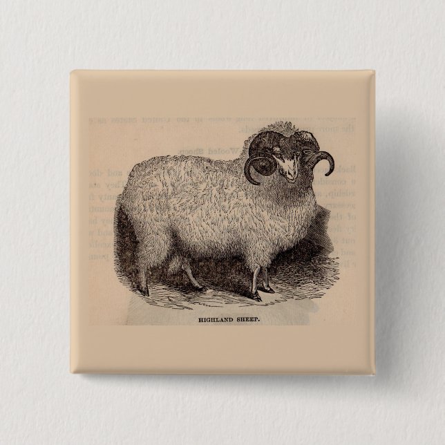 19th century print Highland sheep Pinback Button (Front)