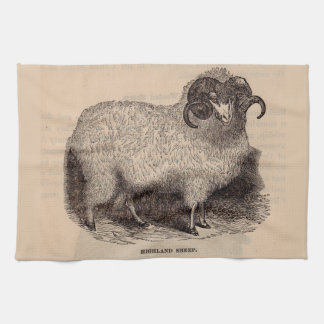 19th century print Highland sheep Towel