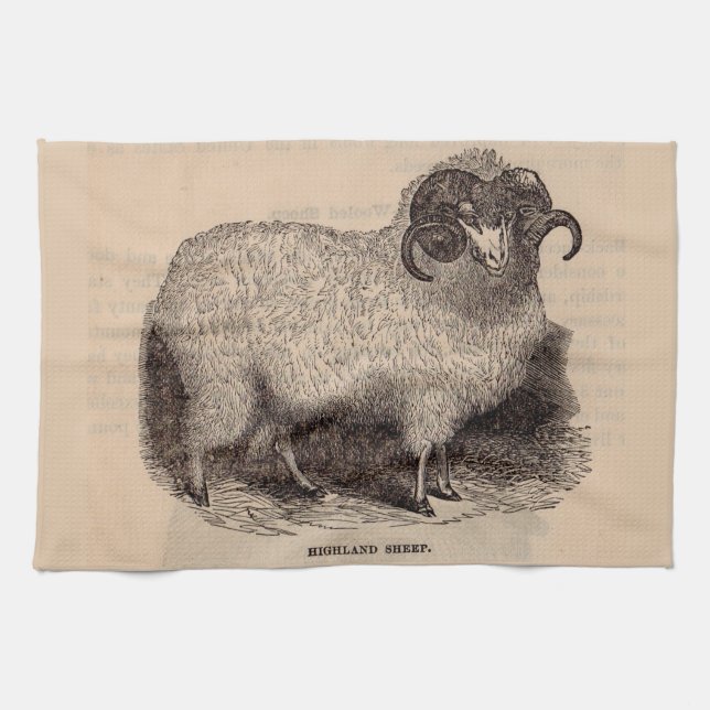 19th century print Highland sheep Towel (Horizontal)