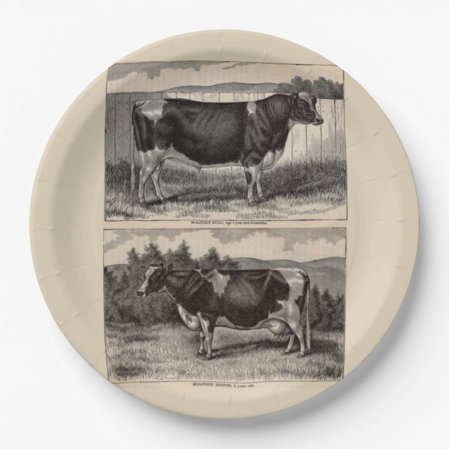 19th century print Holstein bull and heifer Paper Plates (Front)