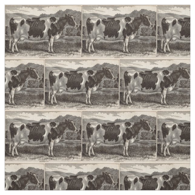 19th century print Holstein heifer Fabric (Swatch)