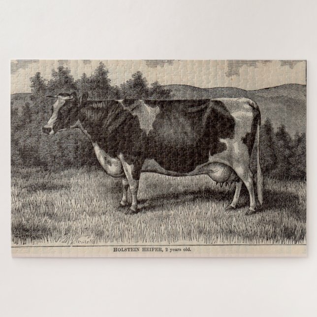19th century print Holstein heifer Jigsaw Puzzle (Horizontal)