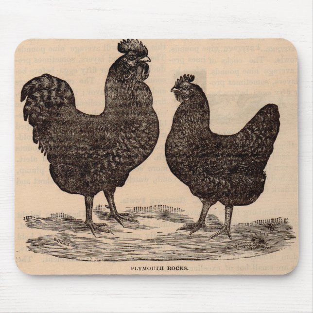 19th century print Plymouth Rock hen and rooster Mouse Pad (Front)