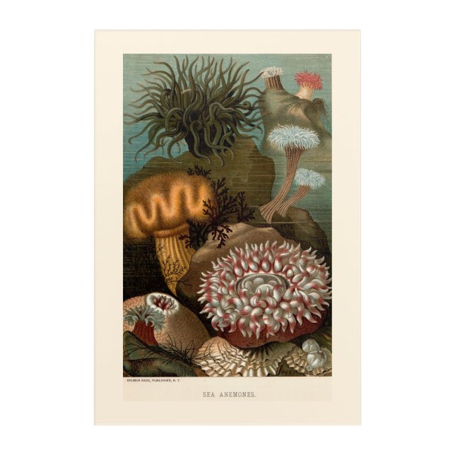 19th century print sea anemones acrylic print (Front)