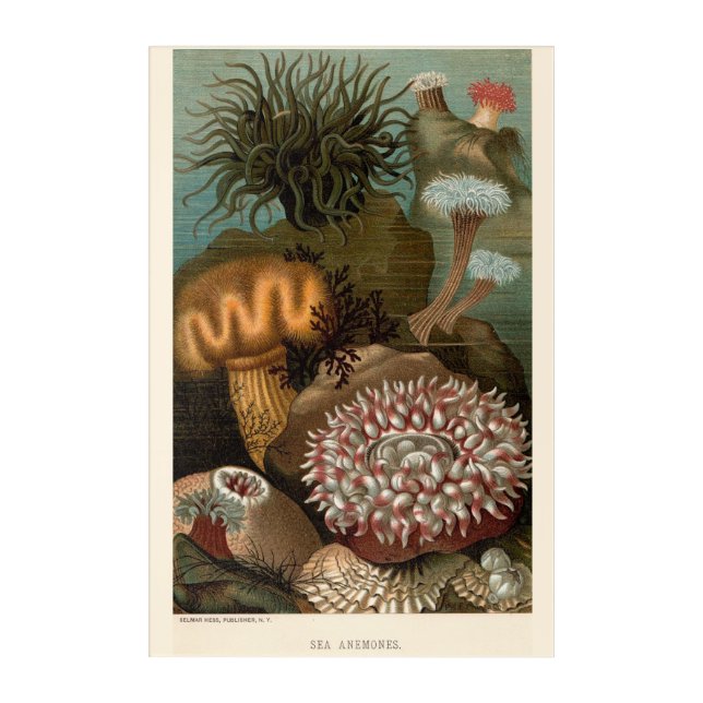 19th century print sea anemones acrylic print (Front)