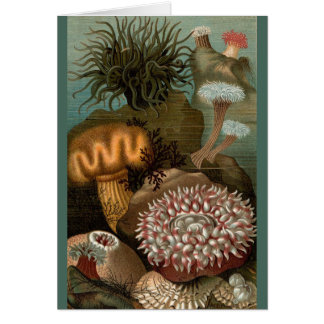 19th century print sea anemones cards