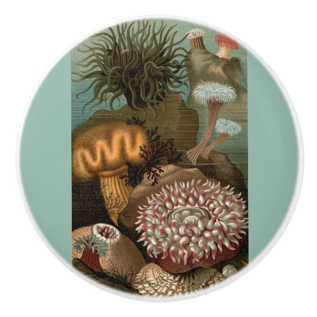 19th century print sea anemones ceramic knob (Front)