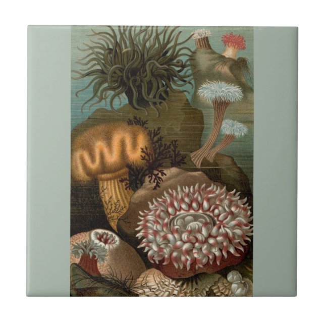 19th century print sea anemones ceramic tile (Front)