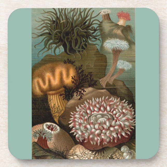 19th century print sea anemones coaster (Front)