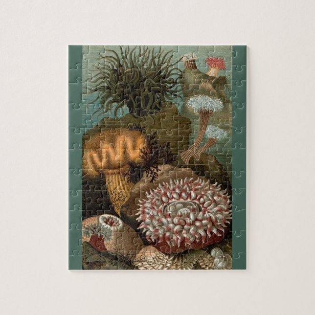 19th century print sea anemones jigsaw puzzle (Vertical)