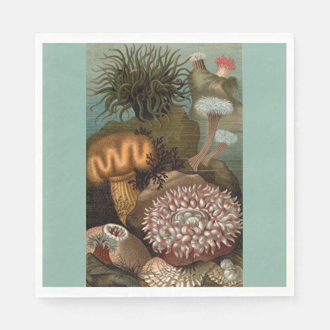 19th century print sea anemones napkins (Front)