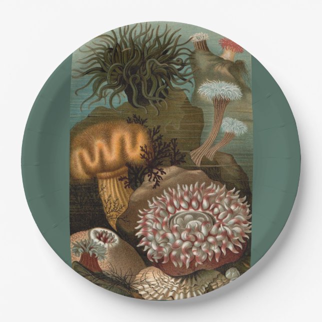 19th century print sea anemones paper plates (Front)