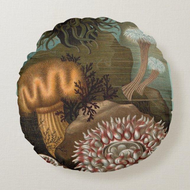 19th century print sea anemones round pillow (Front)