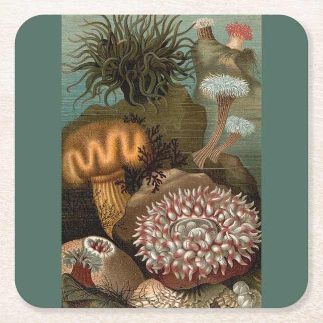 19th century print sea anemones square paper coaster (Front)