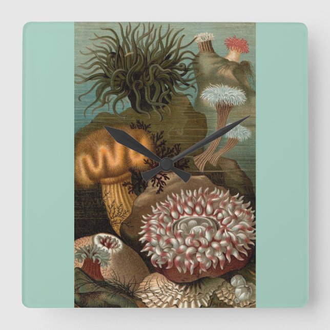 19th century print sea anemones square wall clock (Front)