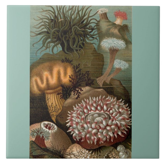 19th century print sea anemones tile (Front)
