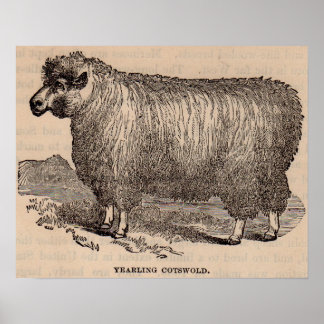 19th century print yearling Cotswold sheep