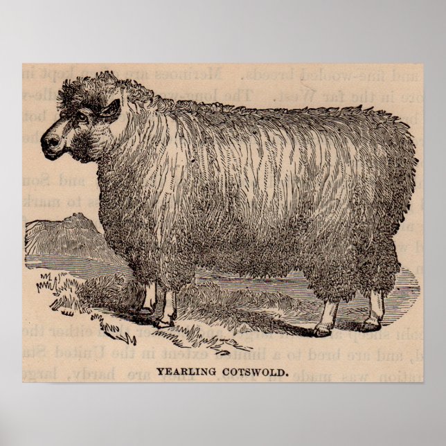 19th century print yearling Cotswold sheep (Front)