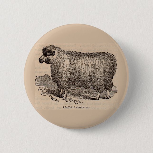 19th century print yearling Cotswold sheep Button (Front)