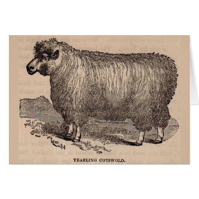 19th century print yearling Cotswold sheep Cards (Front Horizontal)