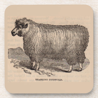 19th century print yearling Cotswold sheep Coaster