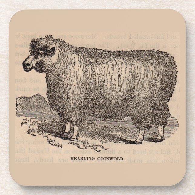 19th century print yearling Cotswold sheep Coaster (Front)